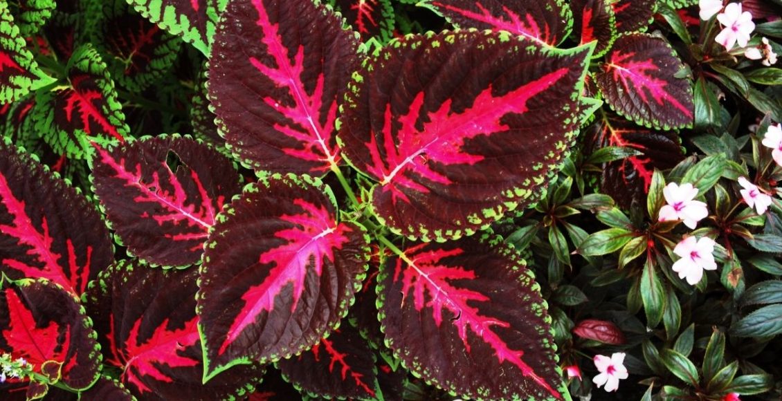 Você sabe cuidar do seu coleus Dicas de cultivo para não errar na manutenção - Reprodução Canva (2)