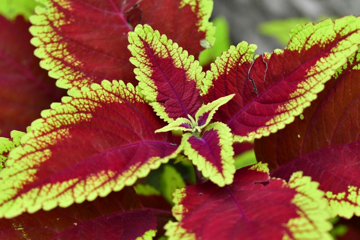 Você sabe cuidar do seu coleus Dicas de cultivo para não errar na manutenção - Reprodução Canva