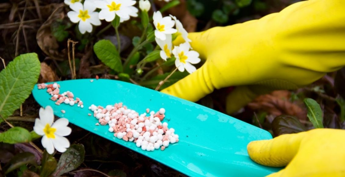 Você sabe o que é cote Entenda os benefícios e as vantagens desse tipo de adubação - Reprodução Canva