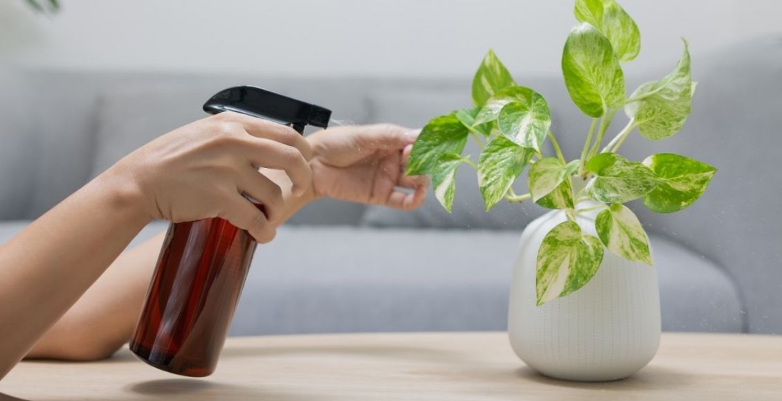 Você sabe o que é um adubo foliar Aprenda usá-lo para nutrir a suas orquídeas - Reprodução Canva