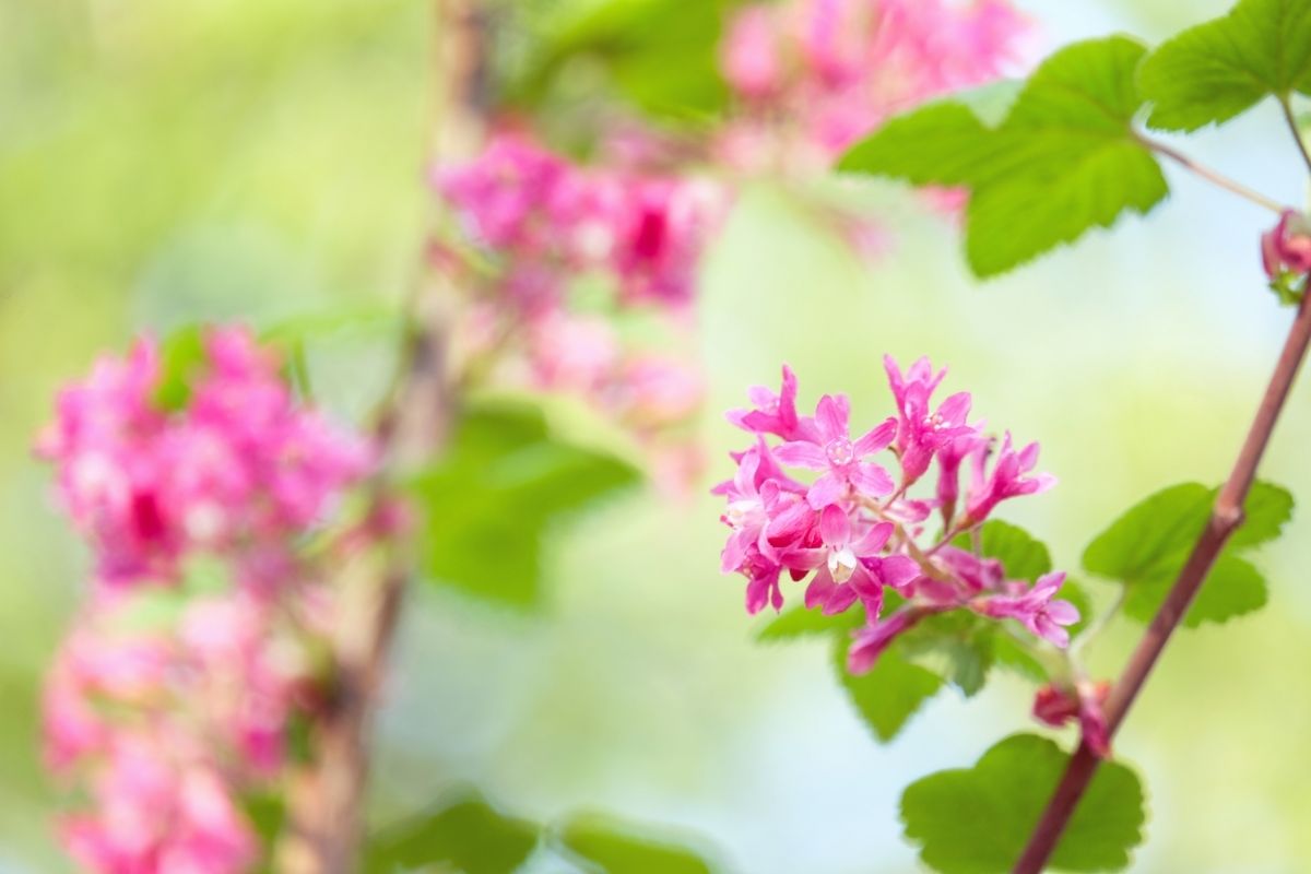 Você sabe o que é um adubo foliar Aprenda usá-lo para nutrir a suas orquídeas - Reprodução Canva (2)