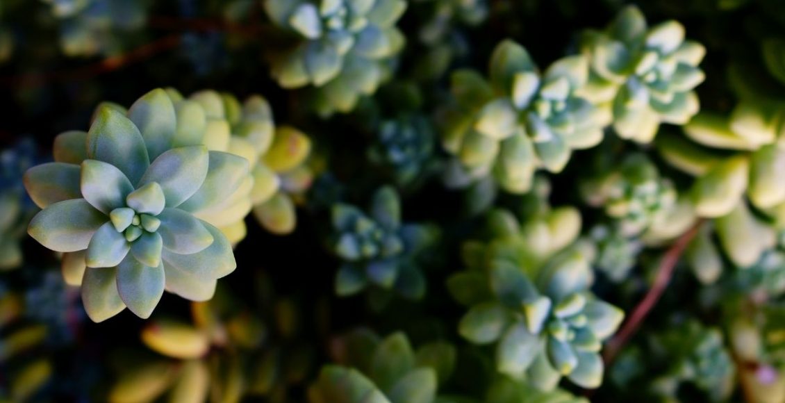 Você sabe quais são as suculentas que gostam de meia sombra Lista top para cultivar em casa - Reprodução Canva (2)