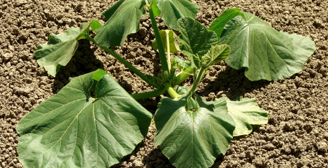 Você sabe qual a influência que o calor tem nas suas plantas O verão ta aí, aprenda a cuidar - Reprodução Canva