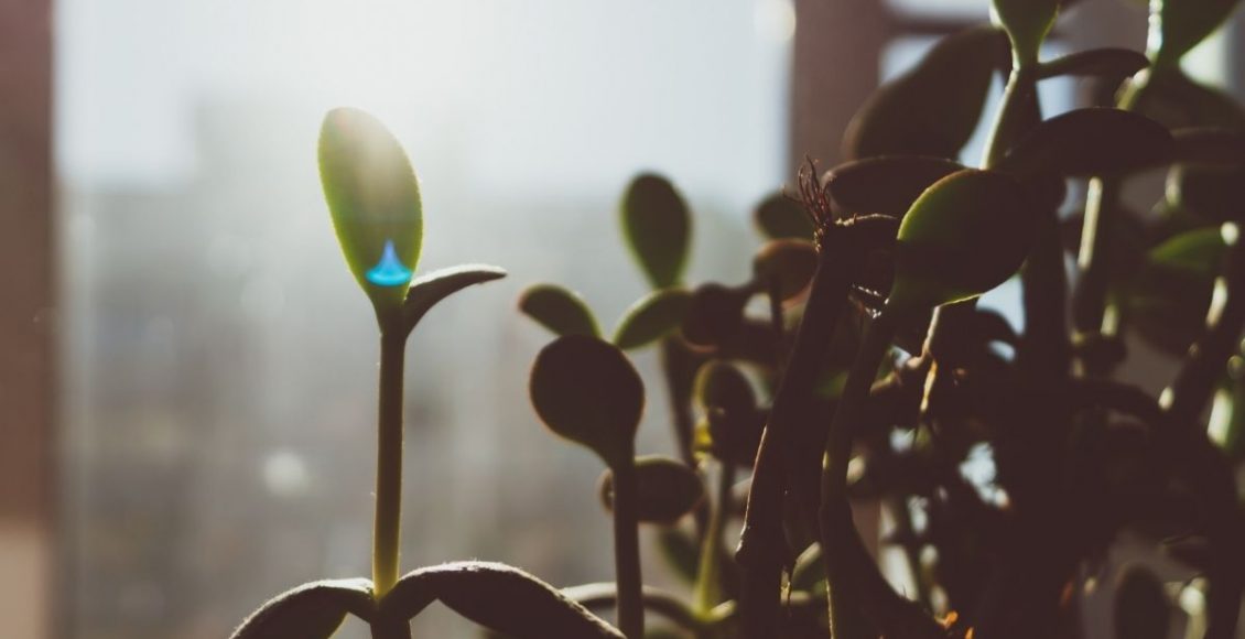 Você sabe qual é o local ideal para deixar as suas suculentas Veja aqui e não erra mais - Reprodução Canva
