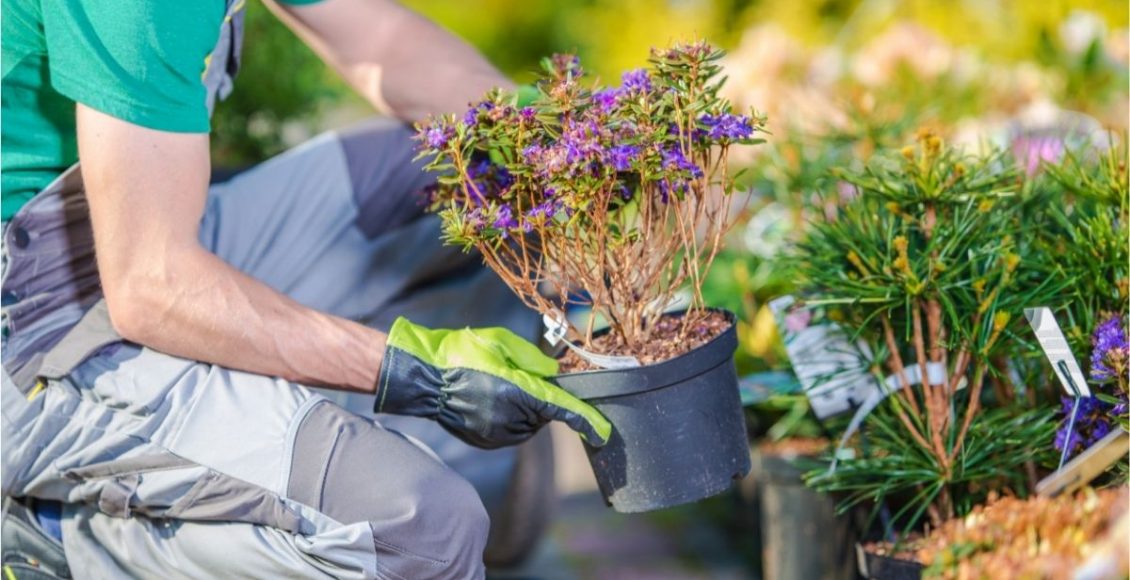 Você sabe escolher as melhores mudas na hora de comprar? 3 dicas infalíveis para escolher bem - Reprodução Canva (2)