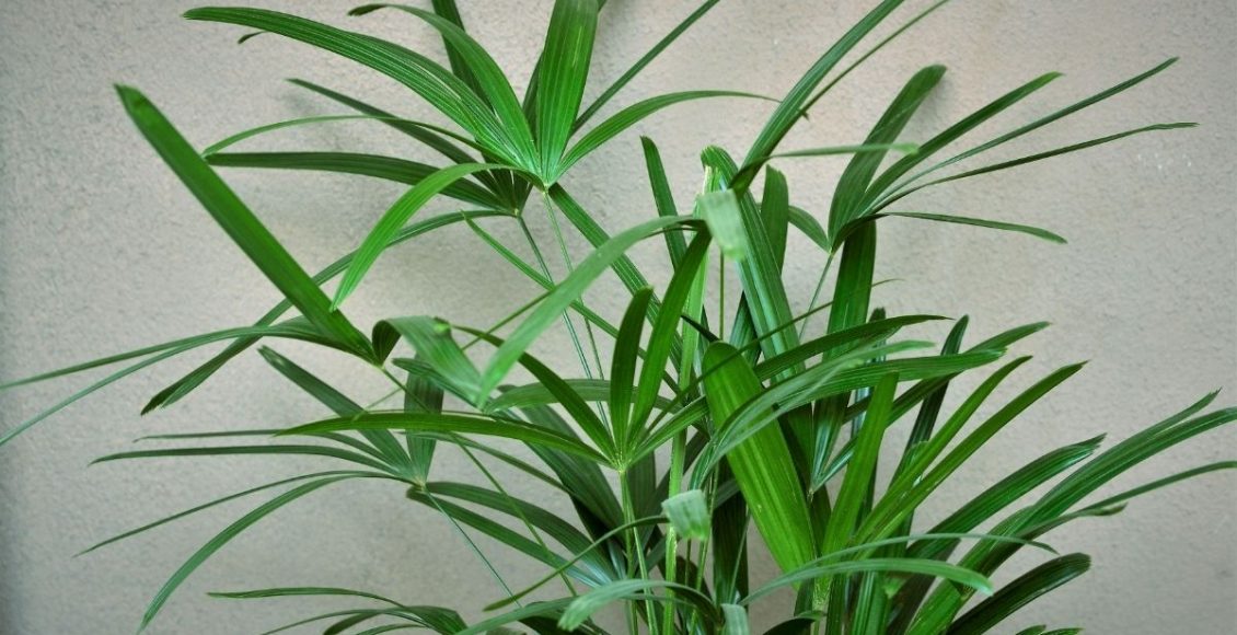 Você tem essa palmeira em casa 3 dicas tops para cuidar da sua palmeira ráfis - Reprodução Canva