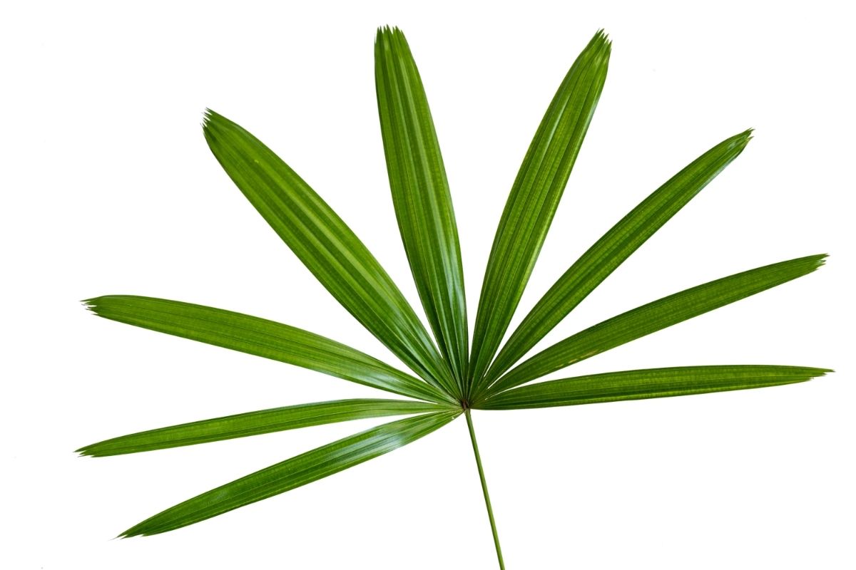 Você tem essa palmeira em casa 3 dicas tops para cuidar da sua palmeira ráfis - Reprodução Canva (2)