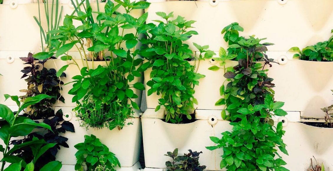 Horta em apartamento (Foto: Pixabay)