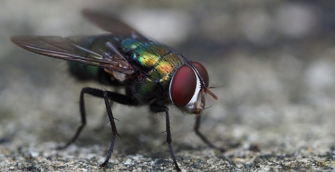 Acabar com as moscas (Foto: Pixabay)