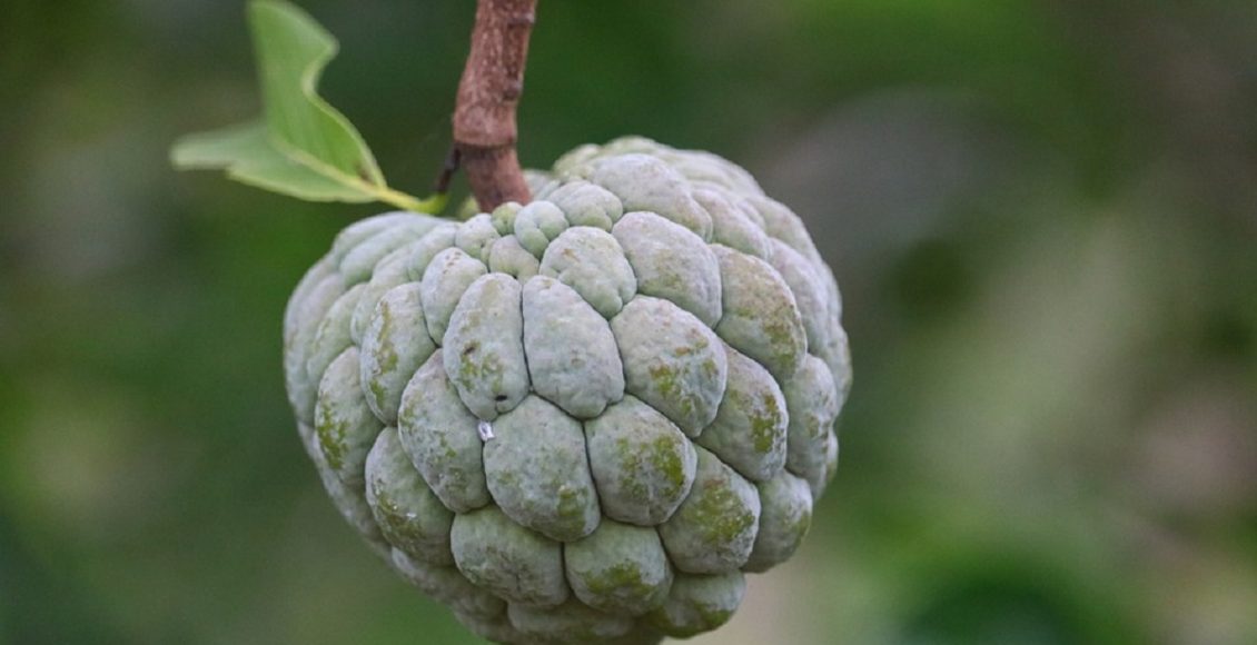 Como plantar fruta-do-conde (Foto: Pixabay)