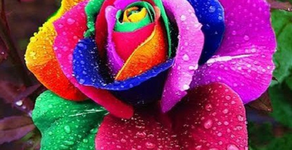 Rosa arco-íris (Foto: Reprodução/Freepik)