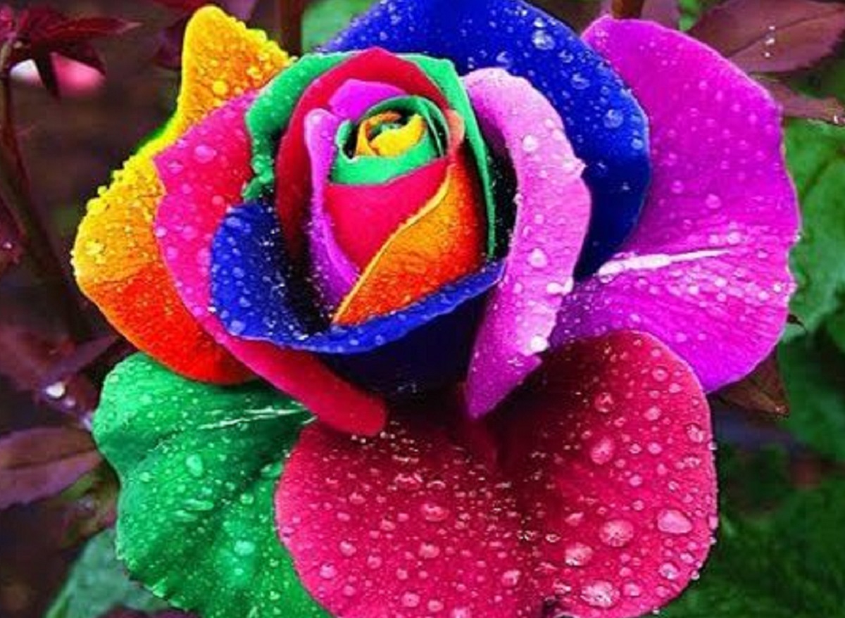 Rosa arco-íris (Foto: Reprodução/Freepik)
