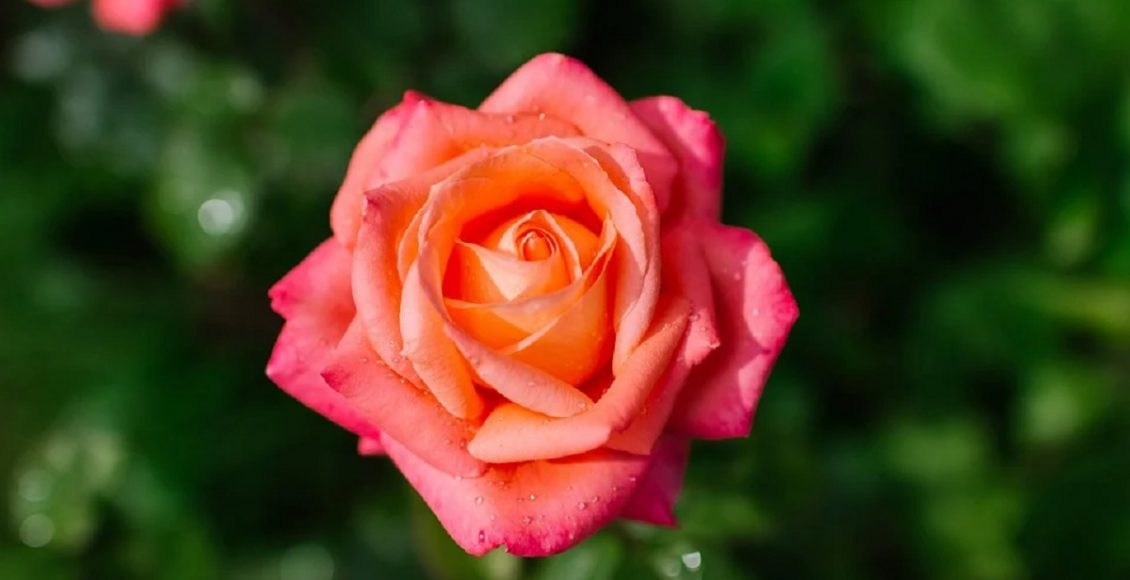 Como plantar muda de rosa (Foto: Freepik)