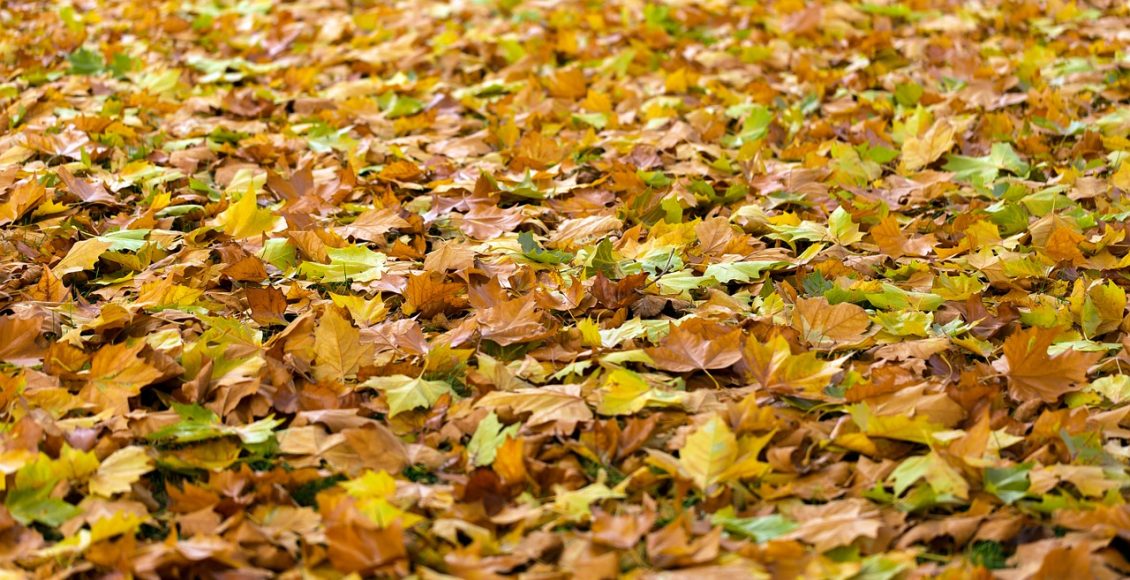 Substrato de folhas secas: Veja como fazer um substrato poderoso para suas plantas- Pixabay