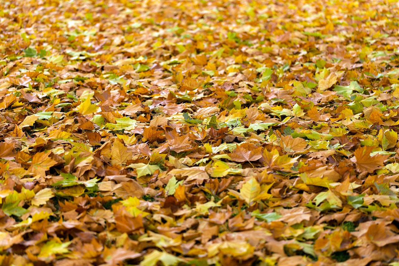 Substrato de folhas secas: Veja como fazer um substrato poderoso para suas plantas- Pixabay
