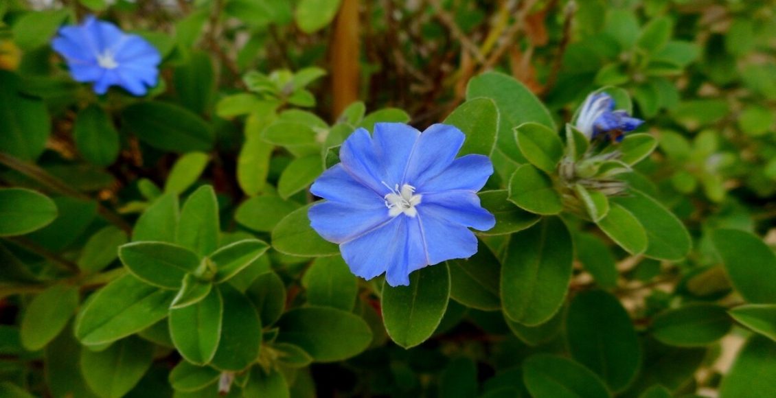 Azulzinha: conheças as suas melhores dicas de cultivo para deixá-la impecável - Reprodução Canva