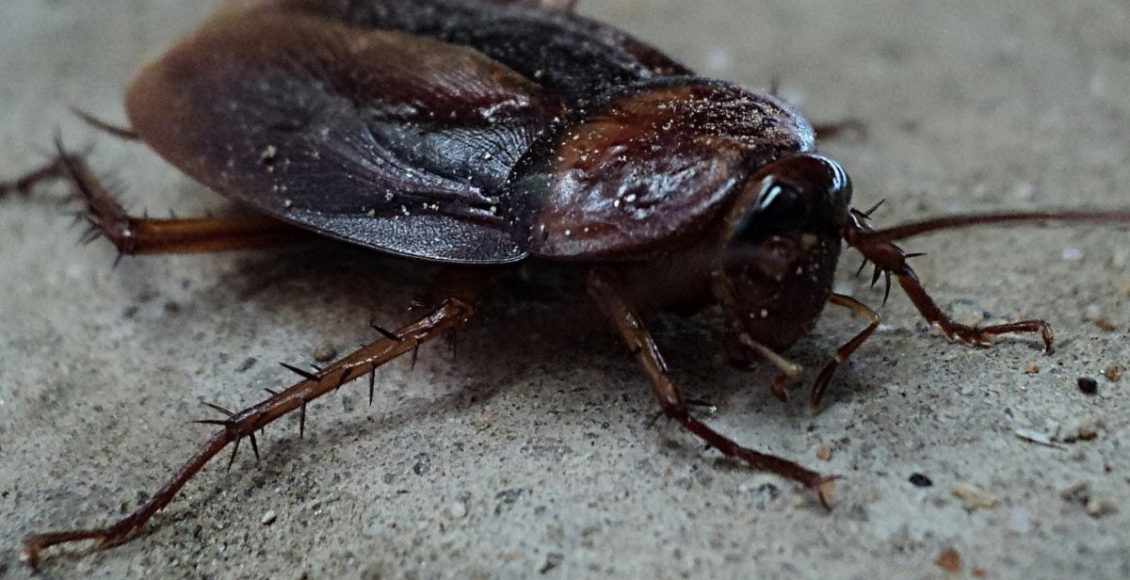 baratas - Reprodução Canva