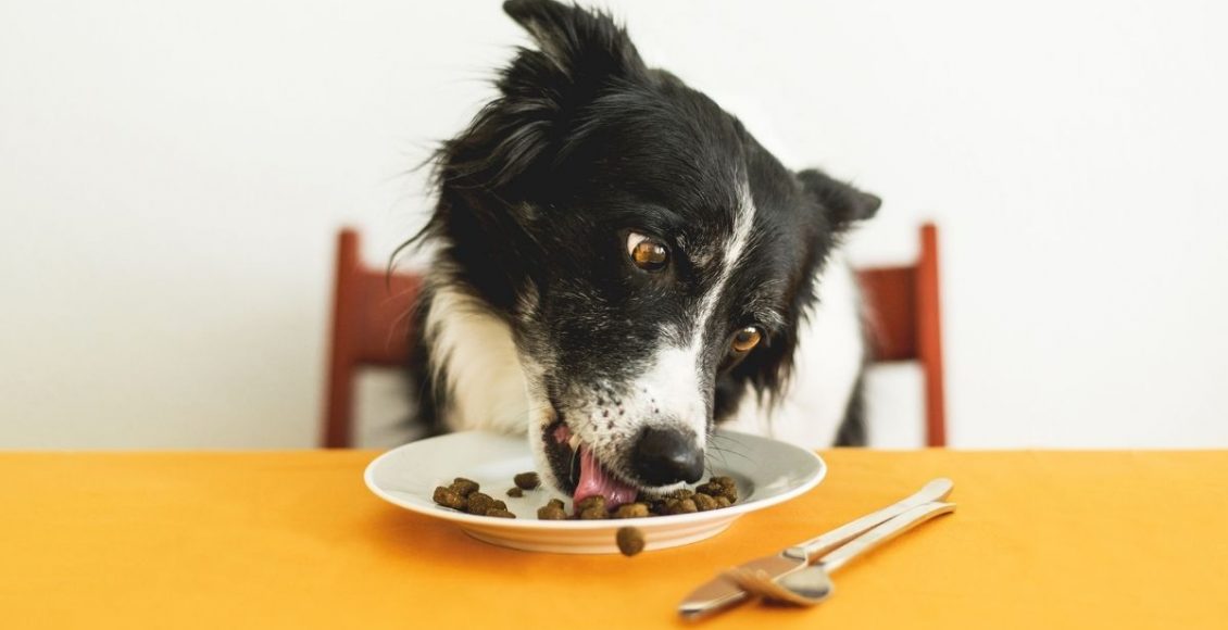Comida caseira para cachorro