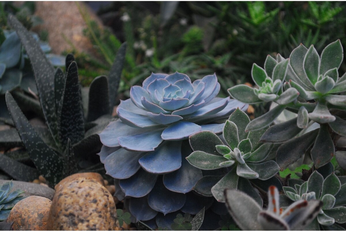 Echeveria: confira dicas para cultivar essa planta e deixá-la saudável - Reprodução Canva