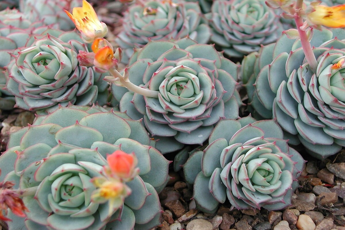 Echeveria: confira dicas para cultivar essa planta e deixá-la saudável - Reprodução Canva