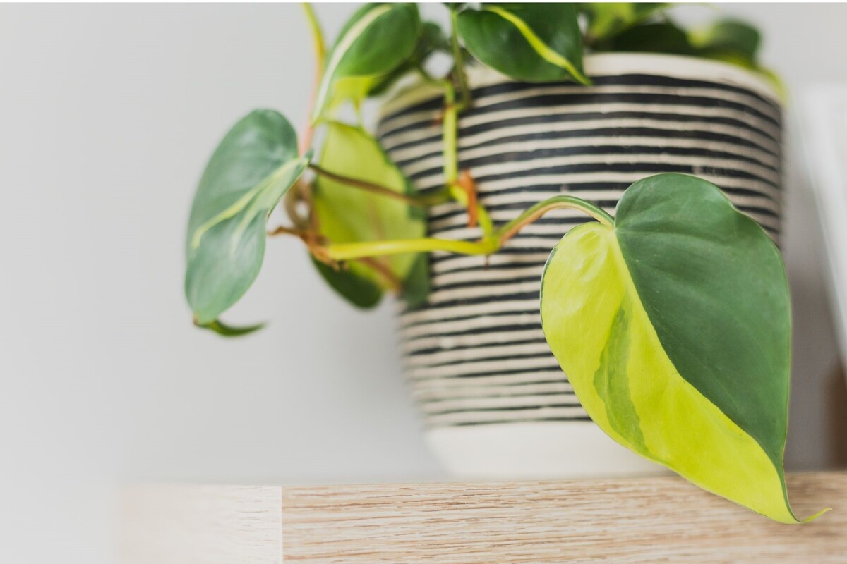 Filodendro-Brasil: descubra dicas imperdíveis para cultivar essa planta - Reprodução Canva.