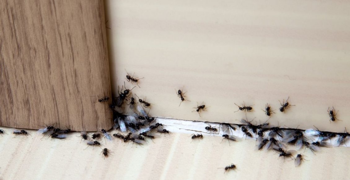 formigas - Reprodução Canva