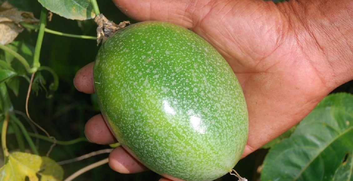 Plantar maracujá em vaso (Foto: Reprodução/Pixabay)