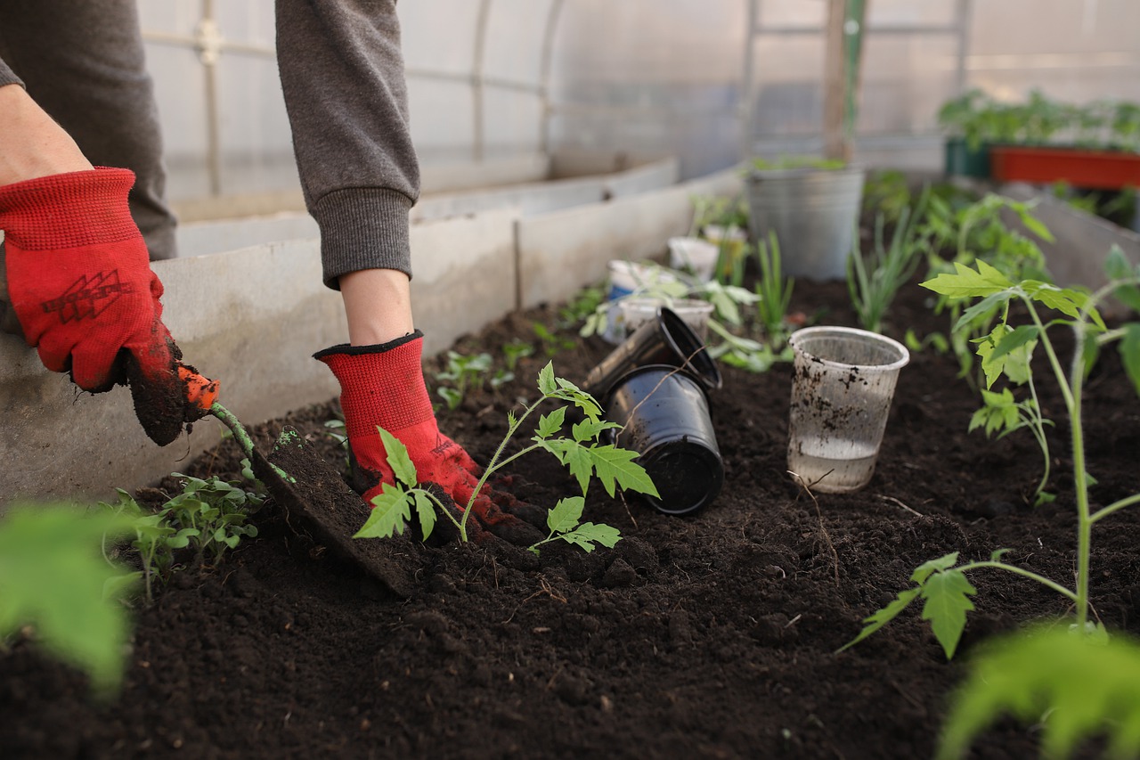 Adubo caseiro para plantas: Confira as melhores dicas caseiras para adubar as plantas do seu seu jardim - Pixabay