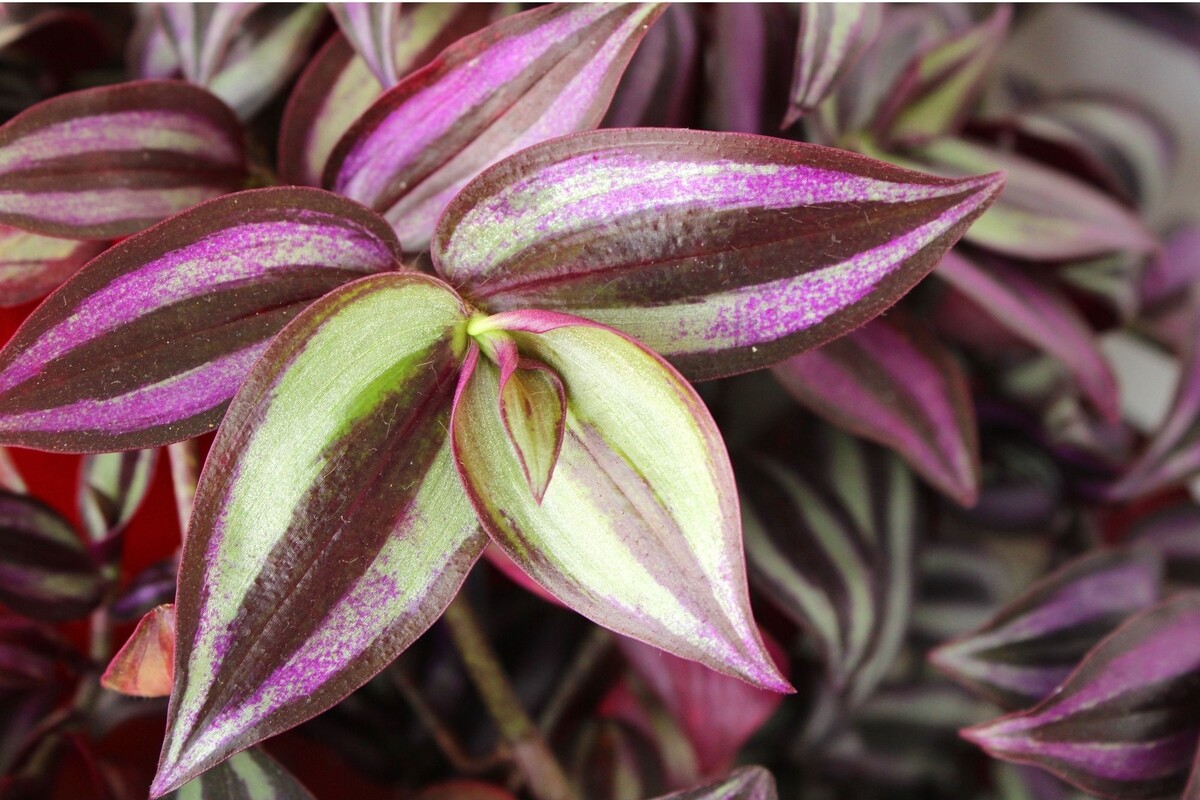 Lambari Roxo: saiba como cuidar dessa bela planta com dicas fáceis - Reprodução Canva