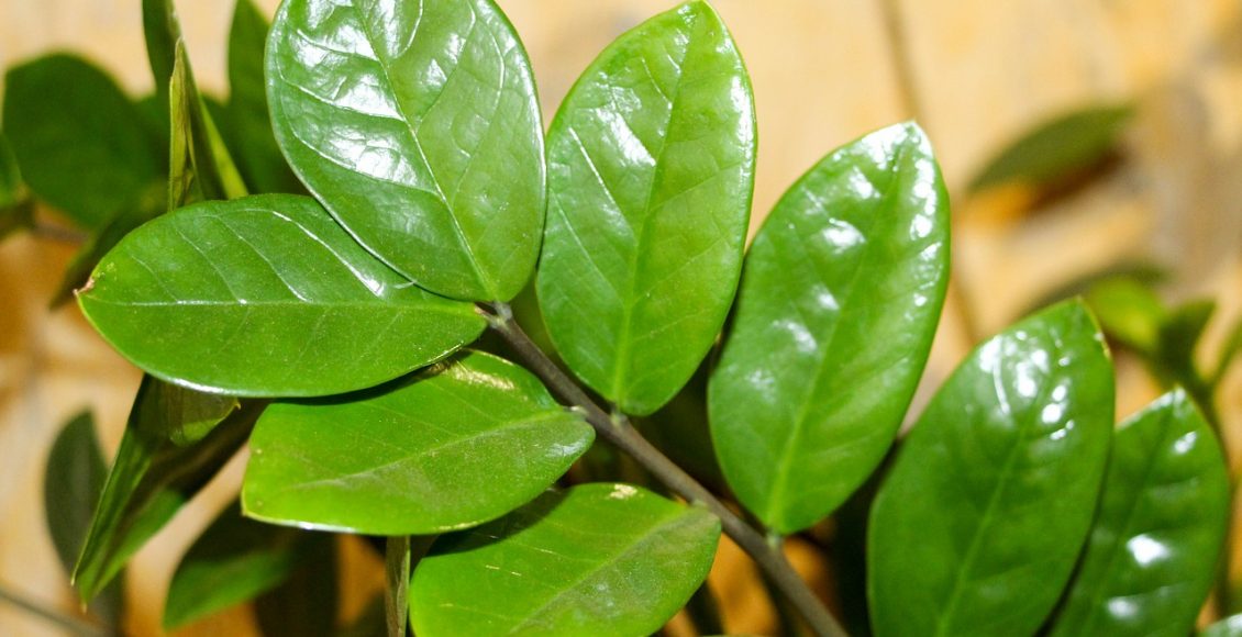 Zamioculca: saiba como cuidar corretamente e como fazer novas mudas- Pixabay