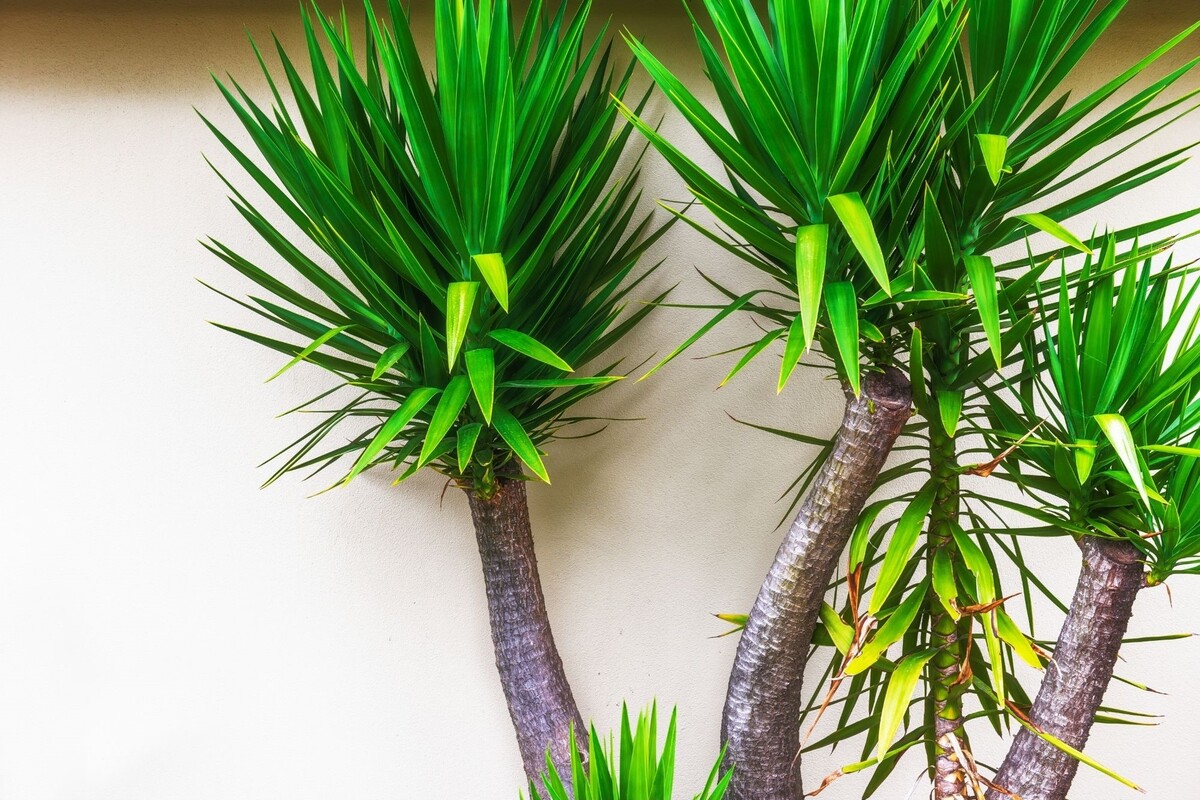 Yucca: saiba como cultivar essa bela palmeira com dicas simples - Reprodução Canva