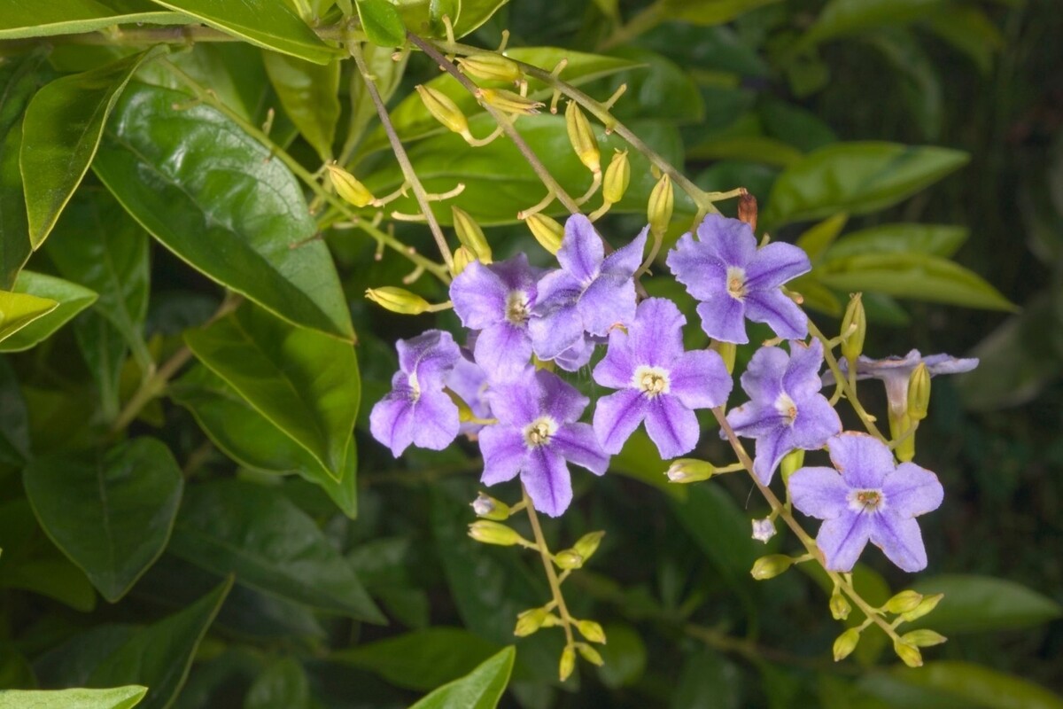 Pingo de ouro: veja como cultivar essa planta exuberante de forma simples - Reprodução Canva