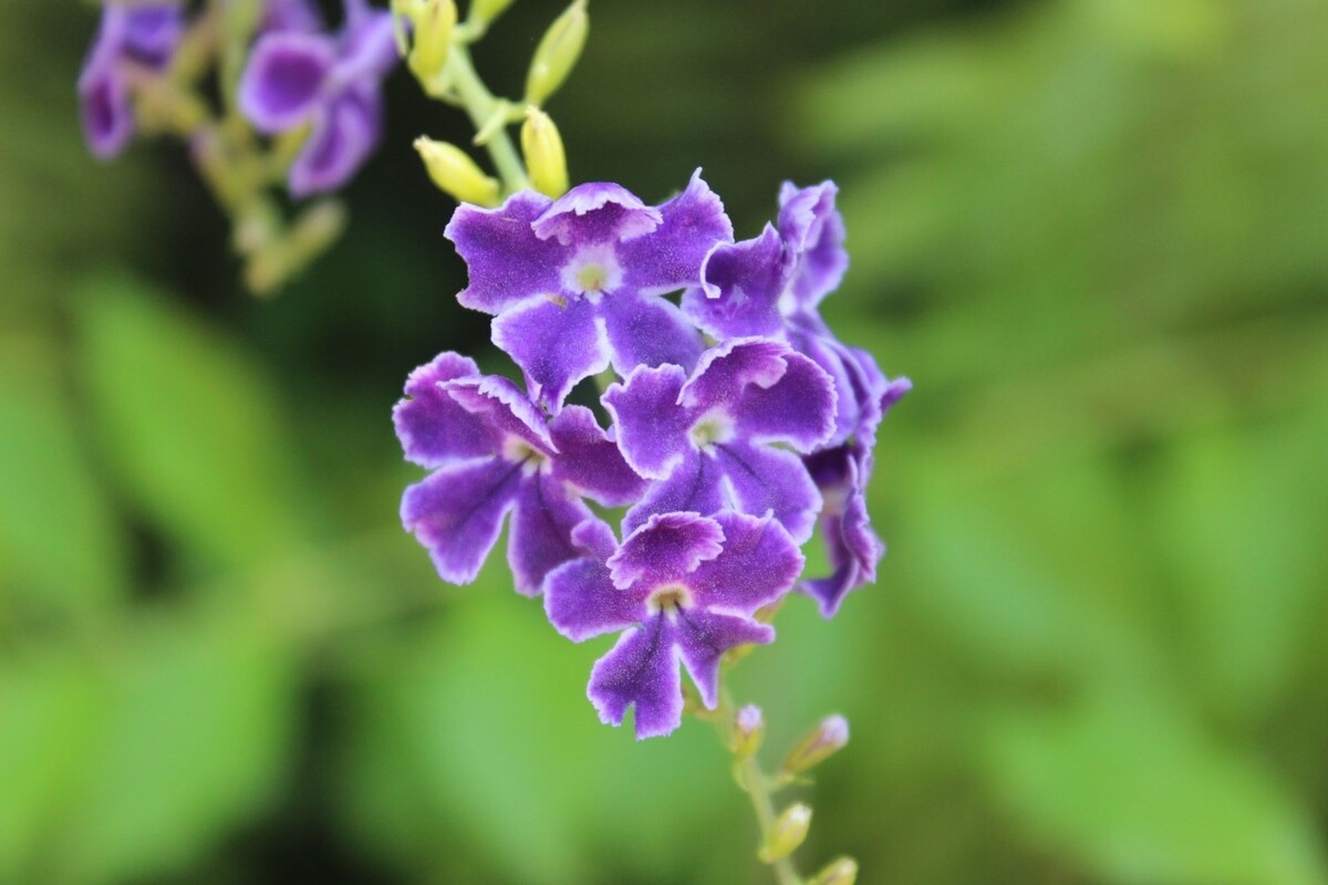 Pingo de ouro: veja como cultivar essa planta exuberante de forma simples - Reprodução Canva