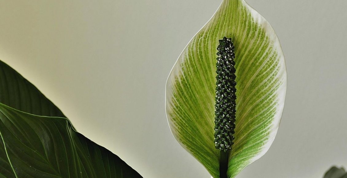 Plantas purificadoras de ar: 3 plantas para decorar e melhorar sua vida - pixabay