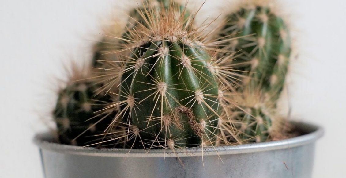 Plantas para apartamento pequeno: 3 lindas e opções fáceis de cuidar - pixabay