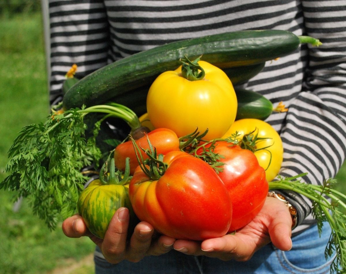 Horta em casa: aprenda a cultivar seus temperos, ervas e legumes - pixabay
