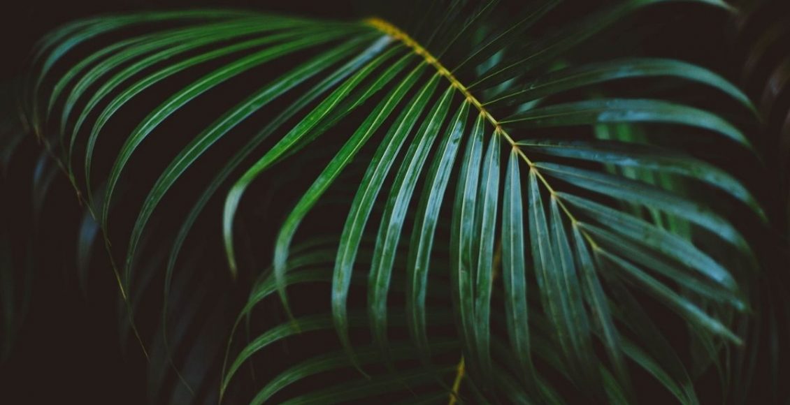 Plantas de médio porte para casa e jardim: lindas e fáceis de cuidar - pixabay