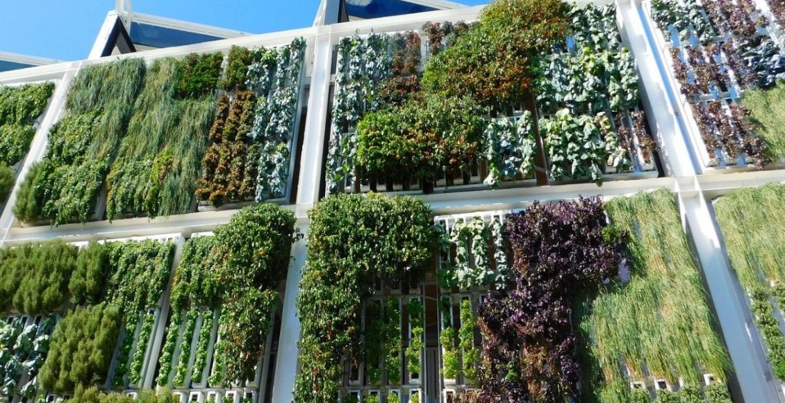 Jardim vertical: veja 3 motivos para você construir na sua casa - pixabay