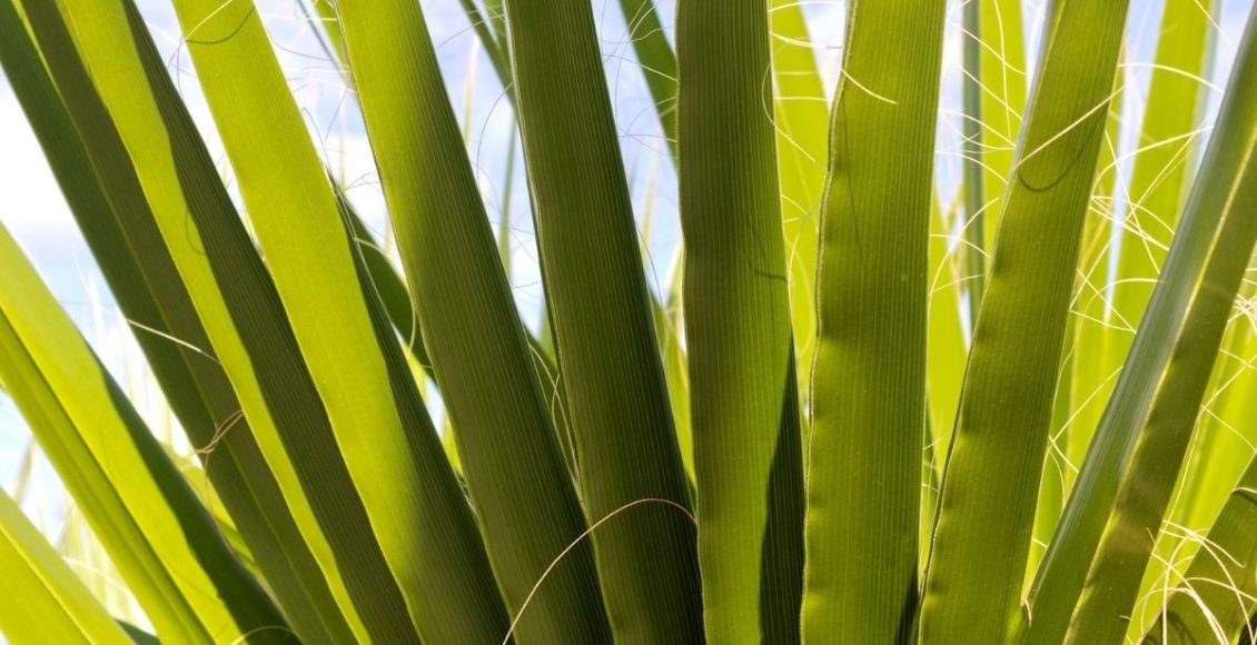 Palmeira fênix: saiba os cuidados para plantar e manter essa linda planta - pixabay