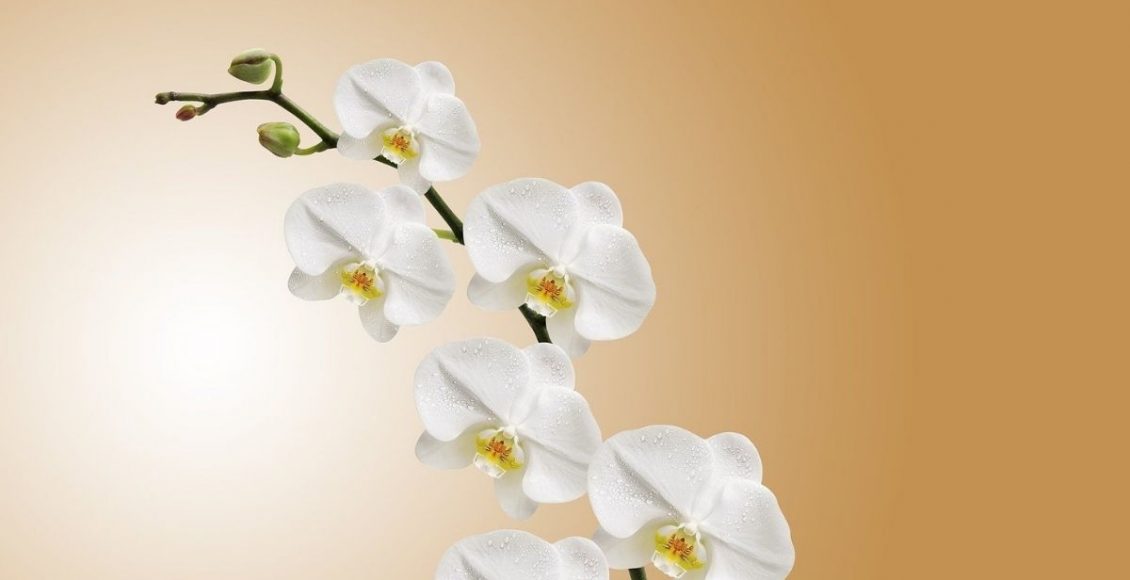 Flores fáceis de cuidar: conheça essas 3 e decorar e levar cor ao seu lar - pixabay