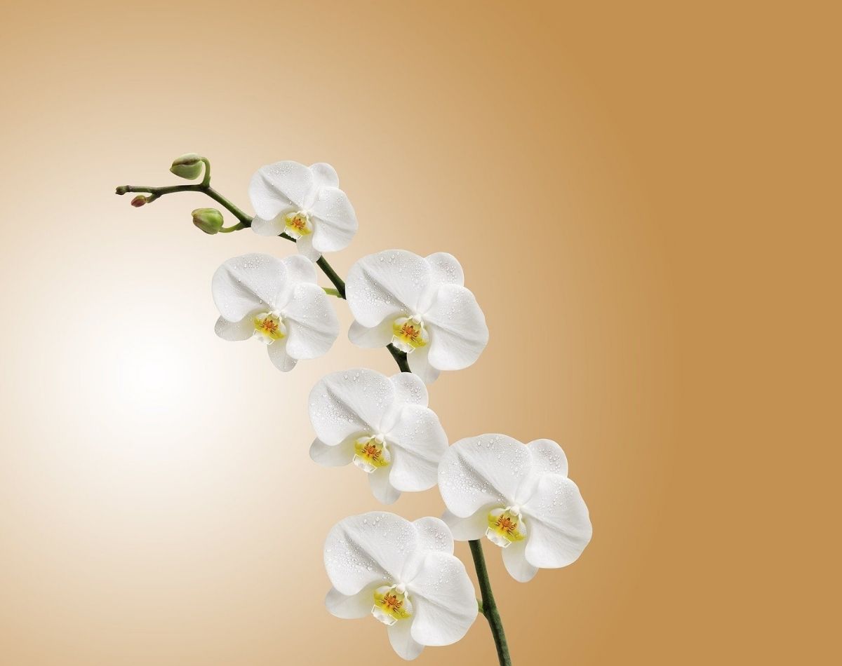 Flores fáceis de cuidar: conheça essas 3 e decorar e levar cor ao seu lar - pixabay