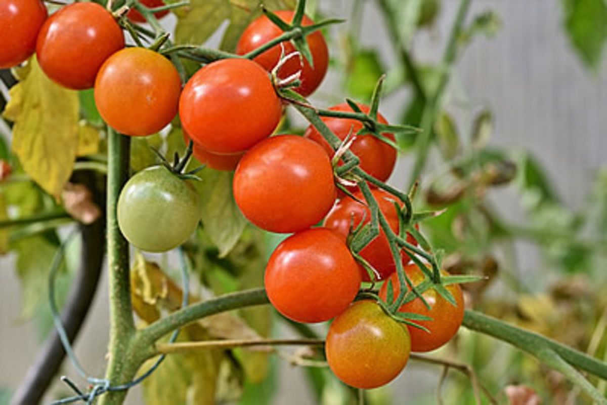 Como plantar tomate em garrafa pet (Foto: Reprodução/Freepik)