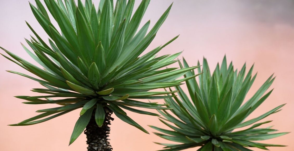 Yucca: saiba como cultivar essa bela palmeira com dicas simples - Reprodução Canva