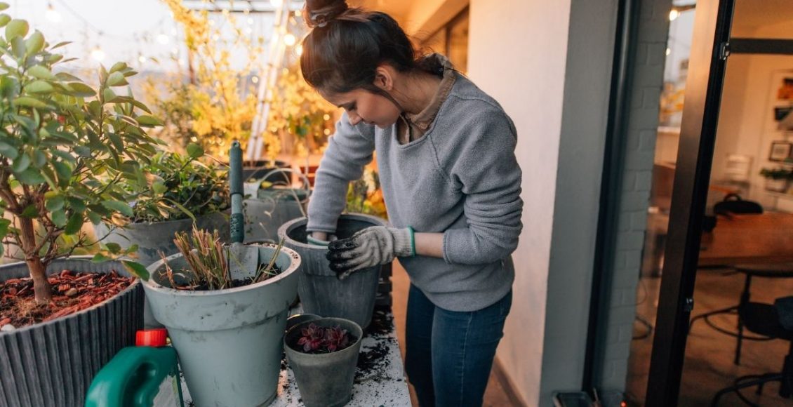 3 dicas para transplante de plantas trocar o vaso sem a planta sofrer - Reprodução canva