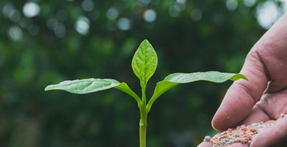 3 dicas sobre adubo que ninguém te contou descubra os segredos - Reprodução canva