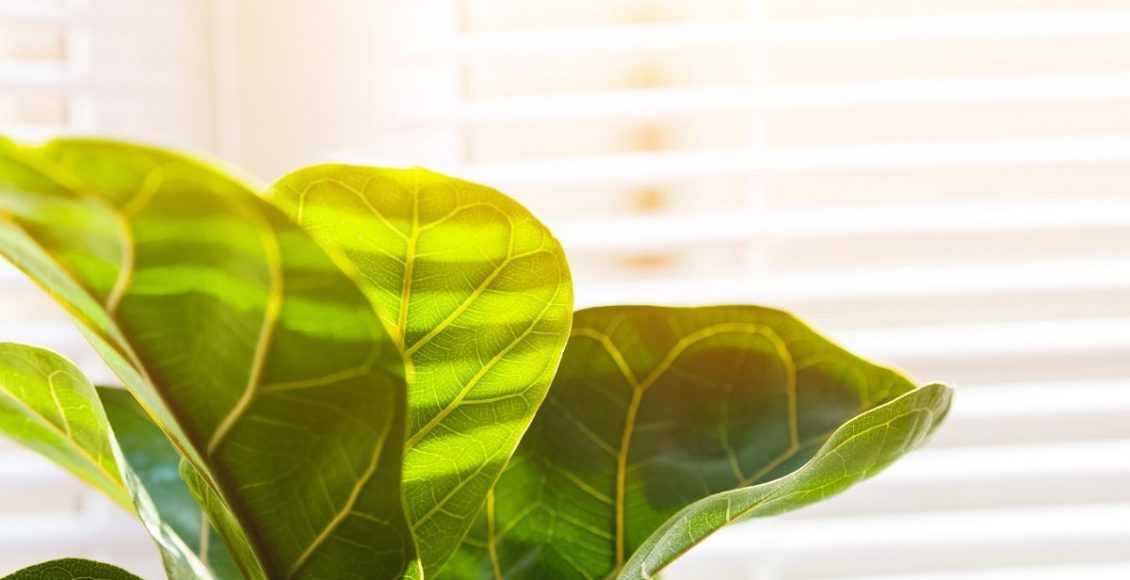 3 plantas lindas e resistentes para iniciantes ter em casa confira - Reprodução Canva