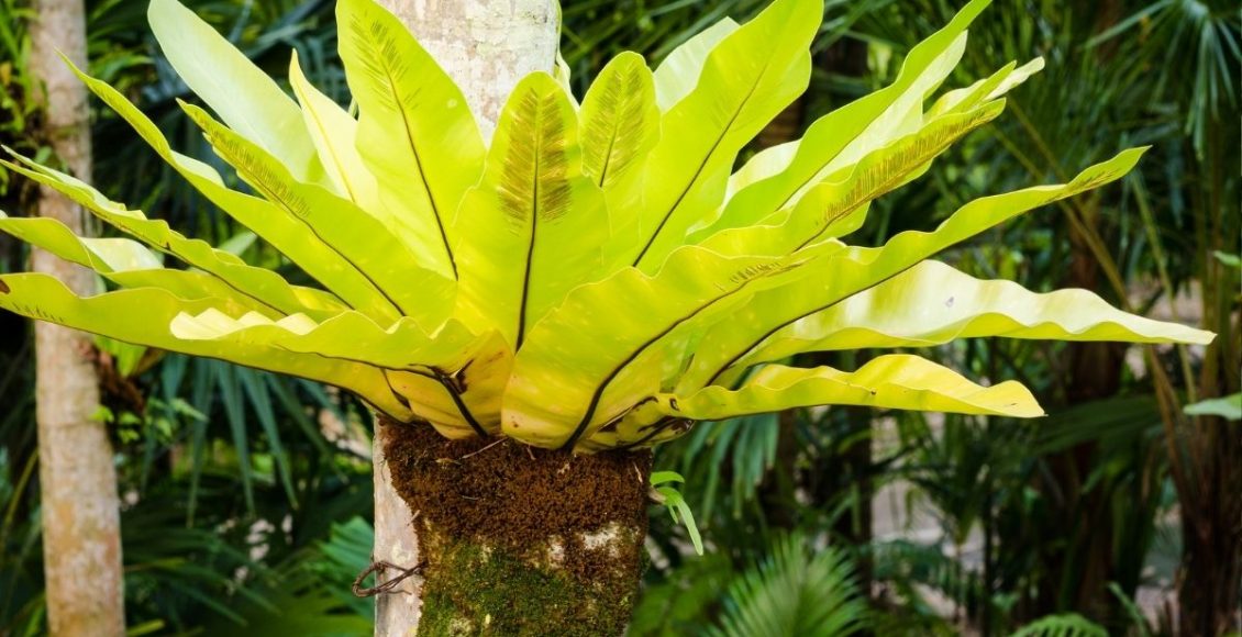 3 plantas lindas que todo mundo deveria ter em casa confira - Reprodução Canva