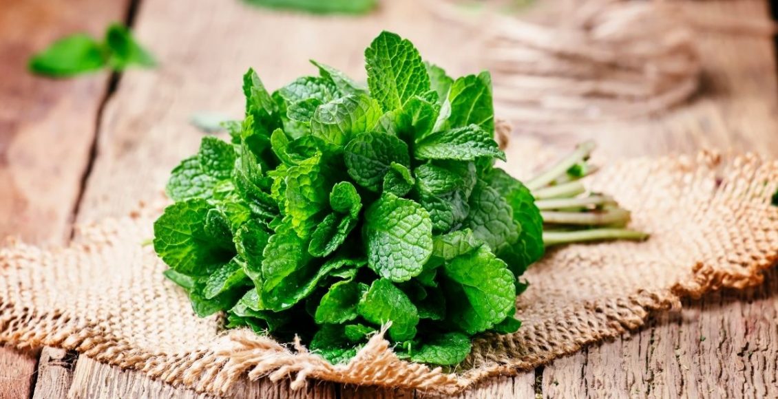 3 plantas medicinais para você ter na sua casa ou apartamento confira - Imagem Canva