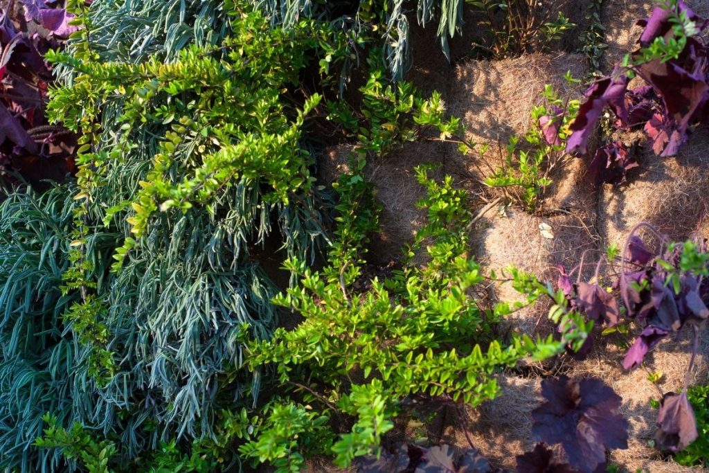 3 plantas resistentes para jardim vertical em sol pleno: confira