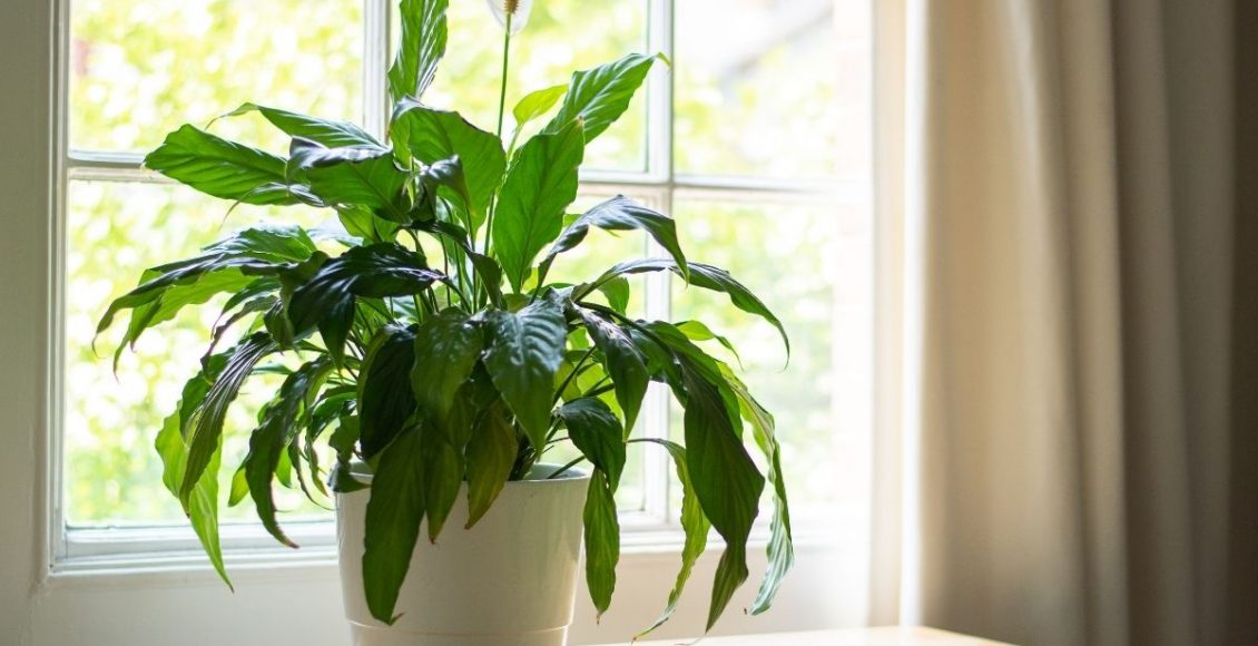 4 plantas para apartamento são resistentes e fáceis de cultivar - Reprodução canva